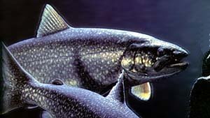 laketrout_profile.jpg (13769 bytes)