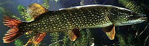 pike_profile.jpg (12704 bytes)