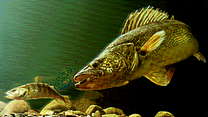 walleye_profile.gif (25291 bytes)